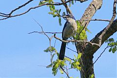 Island Scrub-Jay